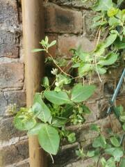 What's wrong with my honeysuckle?
