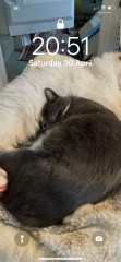 To get another cat or keep at 1? 