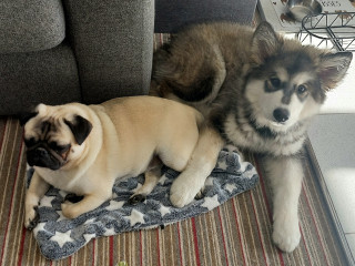 Puppy Survival Thread: muddy footprints into Spring 2022