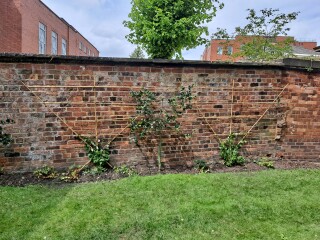 Need ideas for this messy garden! 