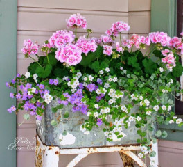 Window box recommendations please?