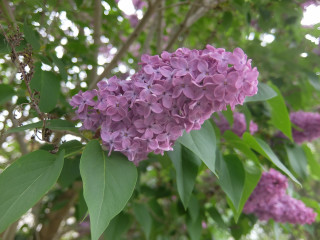What kind of tree is this?
