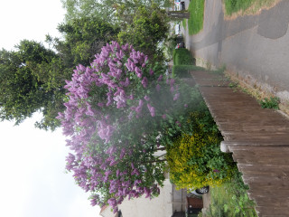 What kind of tree is this?