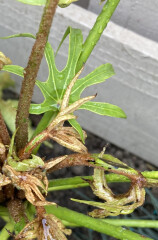 Fatsia  Polycarpa Green Fingers - What do I do with this & why it’s gone like this?!