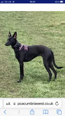RSPCA rehoming