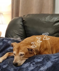 Pictures to cheer people up 😃