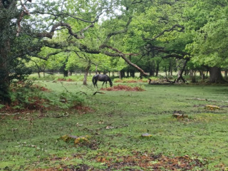 Come chat hiking with me!