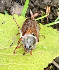 Can anyone identify this beetle (big) in my garden?