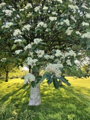 Tree ID
