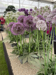 Anyone else following RHS Chelsea?