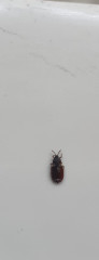 Is this a bedbug or a random insect