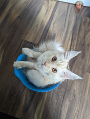 Keeping kitten out from under my wheelchair