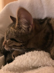 Let's see your relaxed cats