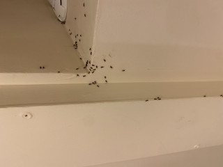 Holiday cottage ant invasion