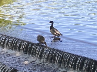 Come and tell me your dull and unexciting news 22: Calmly through the day