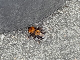 Bees setting up home in my porch canopy