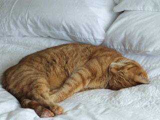 What has your experience of ginger  cats been ? 