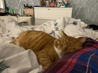 What has your experience of ginger  cats been ? 