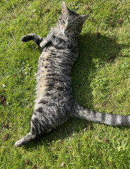 Let's see your relaxed cats