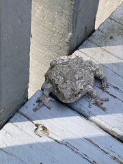 Come and tell me your dull and unexciting news 22: Calmly through the day