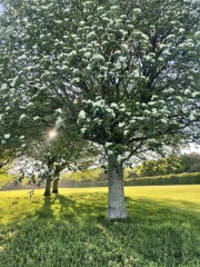 Tree ID