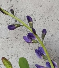 What is this plant please