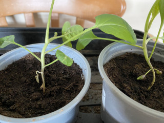 Are these going to die?