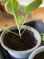 Are these going to die?