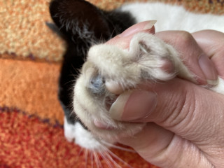Found a grey lump near cat claw