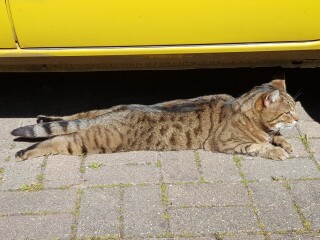 Thug cat part 4.  After all, it's not my Axminster.