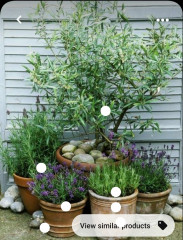 Tiny courtyard garden thread
