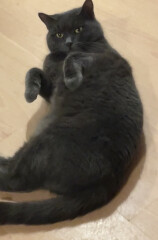 Let's see your relaxed cats