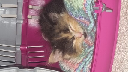 New Kitten Name