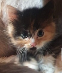 New Kitten Name