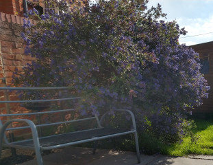 I want trees round the edge like this, how?!  Anyone good at identifying trees/bushes?