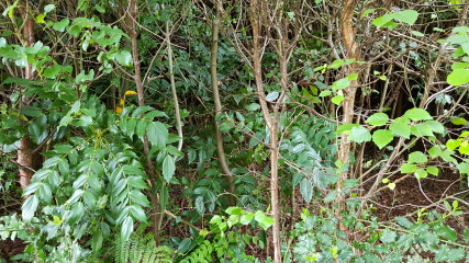 Can I save ancient leggy photinia and mahonia?