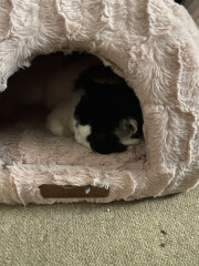 Let's see your relaxed cats