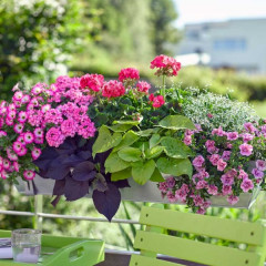 Window box recommendations please?