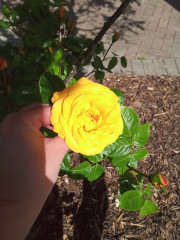 Long shot - anyone able to ID this rose for me?