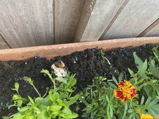 Animals digging up flowers