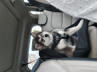 Puppy Survival Thread: muddy footprints into Spring 2022