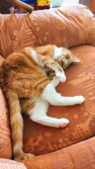 What has your experience of ginger  cats been ? 