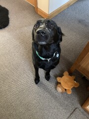 Tell me to stop looking at Labrador puppies