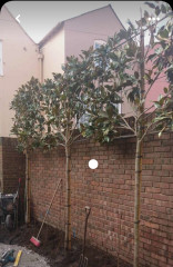 Tiny courtyard garden thread