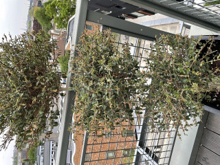 Anyone know anything about boxwoods? 