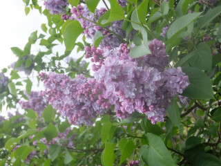 What kind of tree is this?
