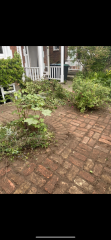 Help with plant choices