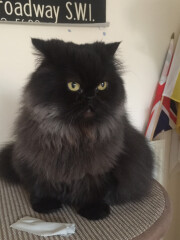 Ok ... talk to me about Persians please