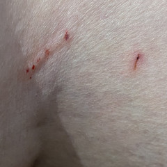 Puppy Teething/Biting