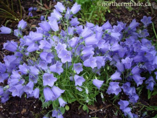 What are your favourite blue flowers?